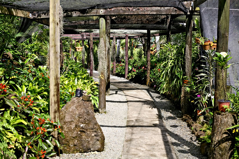 Walkway in the gardens