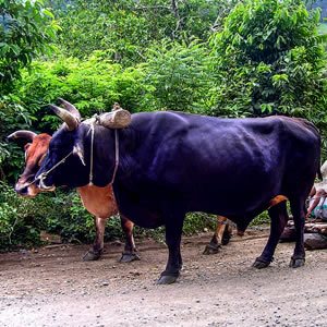Animals in Fiji