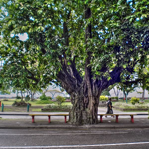 Large tree in central Suva